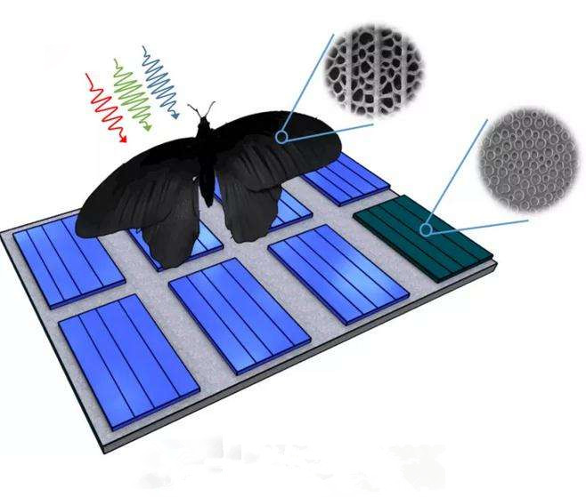 借用蝴蝶的翅膀結構 科學家開發高效薄膜太陽能電池板_副本.jpg